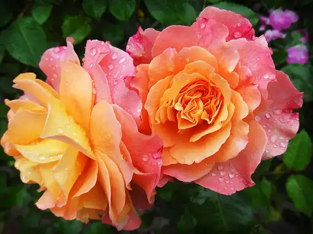 closeup of rose blooms with multi color blooms of yellow to pink